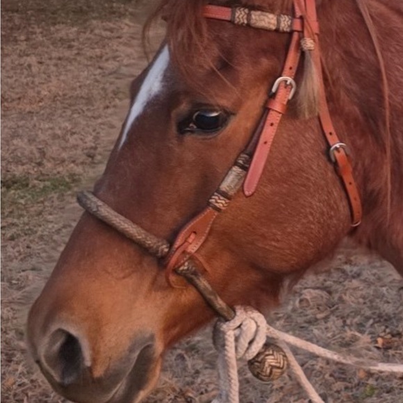 LOPING HACKAMORE - Picture 4 of 4